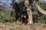 JAGDTERRIER ALLEMAND 086